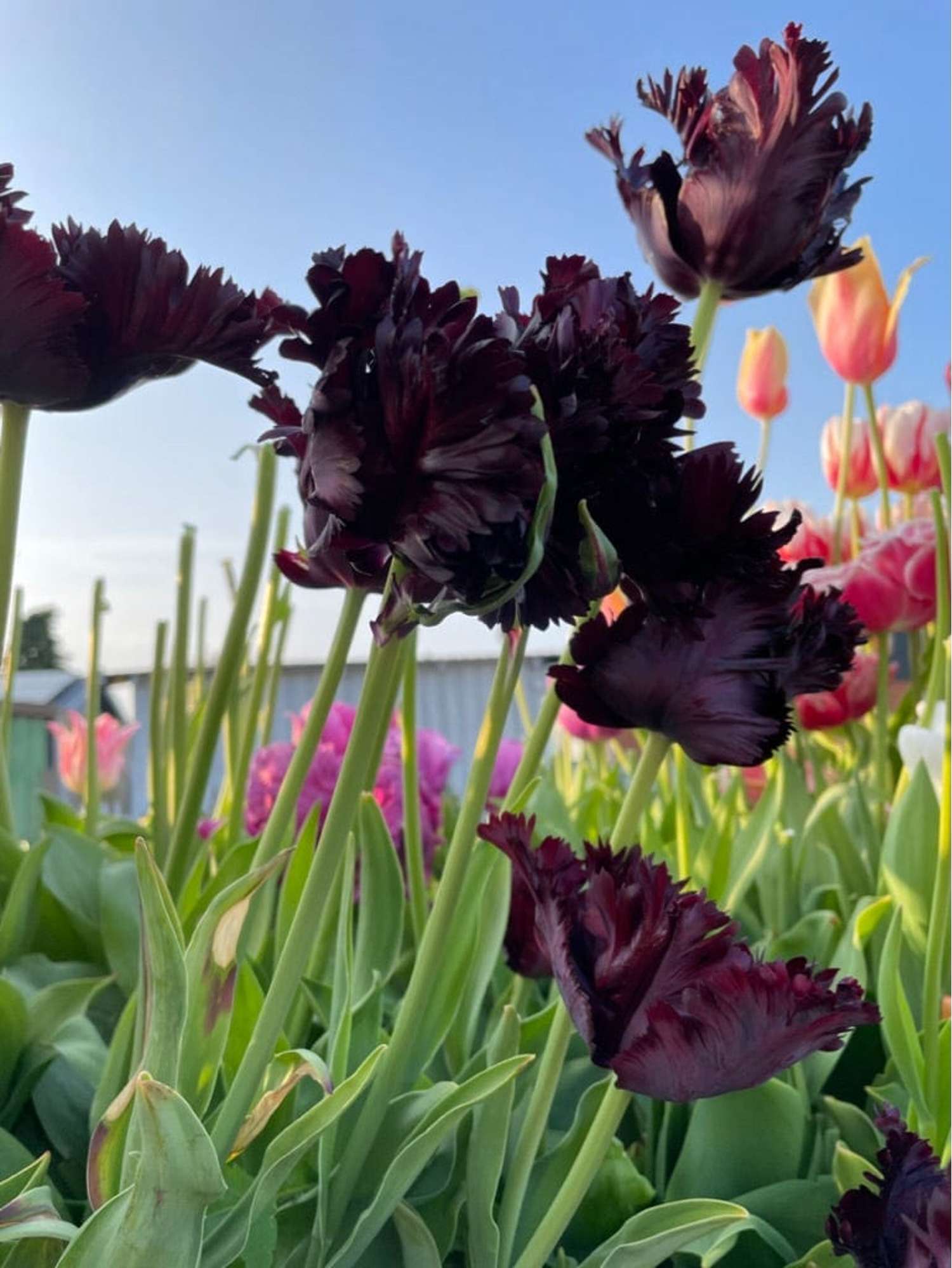 Tulipe 'Black Parrot'